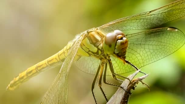 Look Dragonfly Macro Photography Dalam Bahasa Inggris Odonata Urutan Kuno — Stok Video