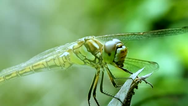 Het Uiterlijk Van Libelle Macrofotografie Odonata Orde Van Oude Antibiotica — Stockvideo