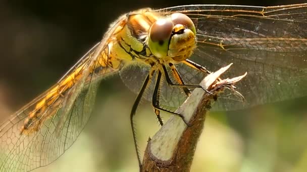 Aspecto Libélula Macrofotografía Odonata Orden Los Insectos Voladores Buenos Antibióticos — Vídeo de stock