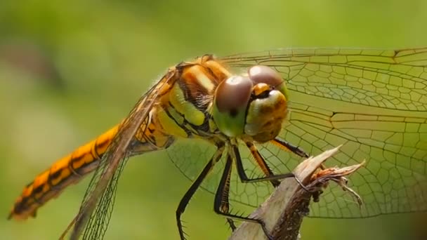 Het Uiterlijk Van Libelle Macrofotografie Odonata Orde Van Oude Antibiotica — Stockvideo