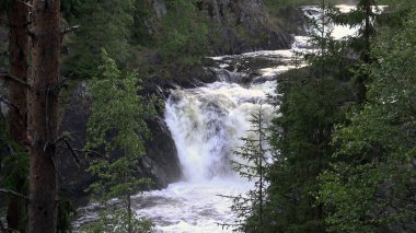 Vahşi bir doğada, kayalıklardaki Vahşi Şelale. Yüce Büyük ve güçlü şelale Kuzey 'in güzel ormanları.