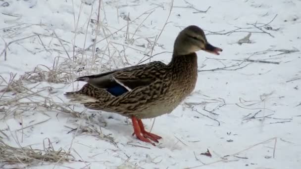 冬天鸭子在冰洞里游泳 鸟儿在融化的冰里晒太阳 — 图库视频影像