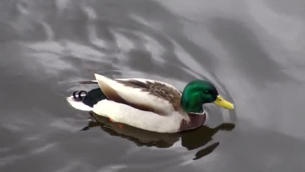 Bebek Berenang Lubang Musim Dingin Burung Burung Berjemur Mencair — Stok Video