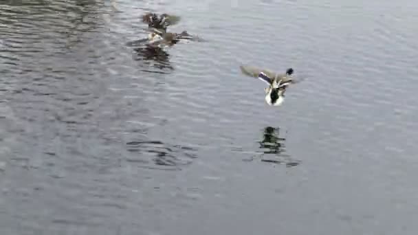 Patos Nadando Agujero Hielo Invierno Las Aves Disfrutan Del Hielo — Vídeos de Stock