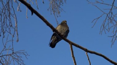 Dalın üstüne atladım. Mavi gökyüzünün arka planında güvercin.