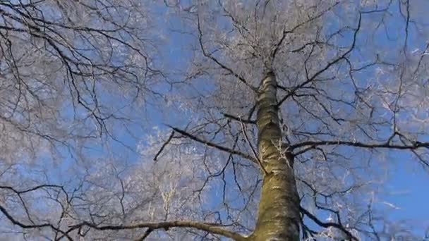 Alti Pini Cime Degli Alberi Nella Foresta Invernale Alti Pini — Video Stock