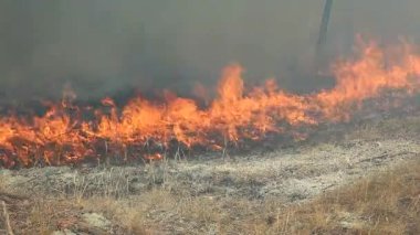 Vahşi Orman yangını çevre için bir felaket. Orman için kontrolsüz alevler.