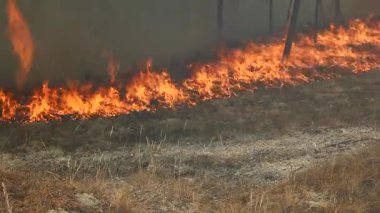 Vahşi Orman yangını çevre için bir felaket. Orman için kontrolsüz alevler.