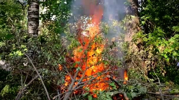 Desastre Florestal Selvagem Para Meio Ambiente Descontrolado Chama Para Floresta — Vídeo de Stock