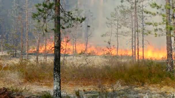 Desastre Florestal Selvagem Para Meio Ambiente Descontrolado Chama Para Floresta — Vídeo de Stock