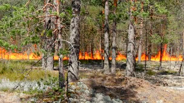 Incendie Forêt Sauvage Catastrophe Pour Environnement Incontrôlée Flamme Pour Les — Video