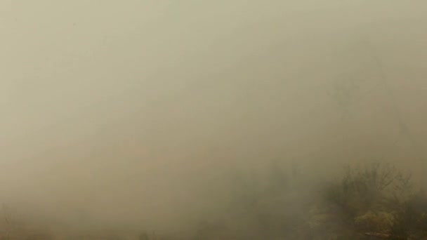 野生森林火灾对环境的危害 林地不受控制的火焰 — 图库视频影像