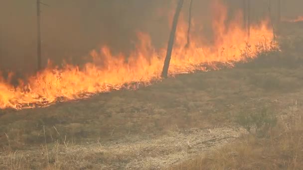 Wild Forest Fire Disaster Environment Uncontrolled Flame Woodland — Stock Video