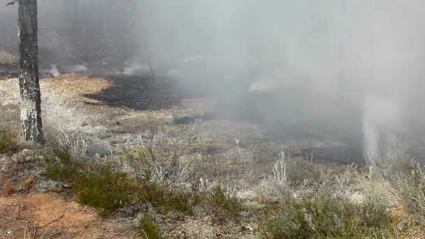 Incendie Forêt Sauvage Catastrophe Pour Environnement Incontrôlée Flamme Pour Les — Video