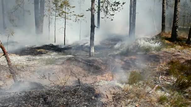 Wild Forest Fire Disaster Environment Uncontrolled Flame Woodland — Stock Video