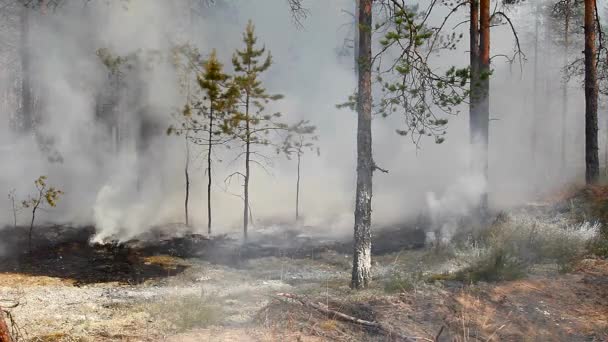 Incendio Forestal Salvaje Desastre Para Medio Ambiente Incontrolado Llama Para — Vídeo de stock