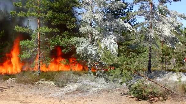 Incendie Forêt Sauvage Catastrophe Pour Environnement Incontrôlée Flamme Pour Les — Video