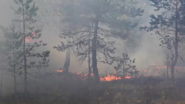 Brannskader Wild Forest Miljø Ukontrollert Flamme Skogmark – stockvideo