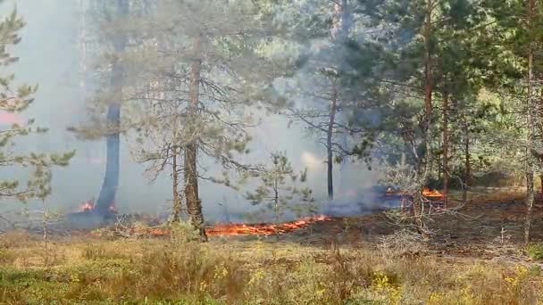 Incendie Forêt Sauvage Catastrophe Pour Environnement Incontrôlée Flamme Pour Les — Video