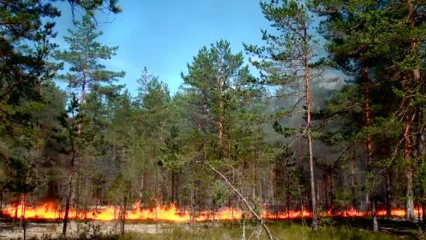 Brannskader Wild Forest Miljø Ukontrollert Flamme Skogmark – stockvideo