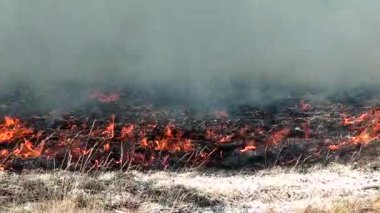Vahşi Orman yangını çevre için bir felaket. Orman için kontrolsüz alevler.