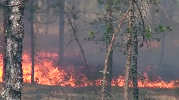 Brannskader Wild Forest Miljø Ukontrollert Flamme Skogmark – stockvideo