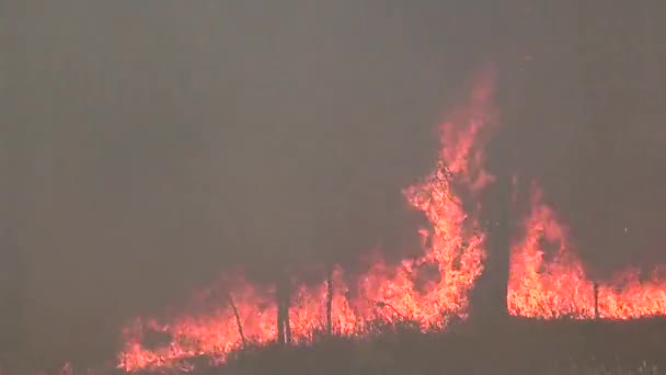 環境のための野生の森林火災災害 森林の炎の制御されていない — ストック動画