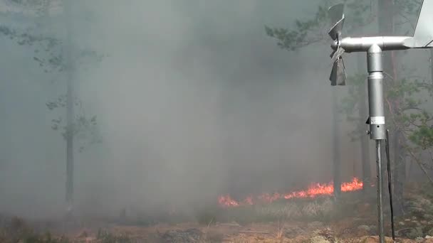 Incendio Boschivo Ambiente Incontrollata Fiamma Boschi — Video Stock