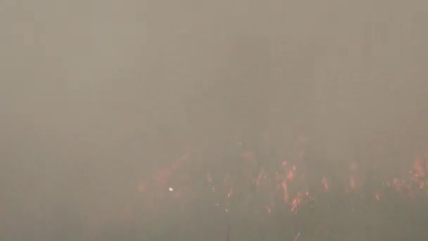 Incendie Forêt Sauvage Catastrophe Pour Environnement Incontrôlée Flamme Pour Les — Video