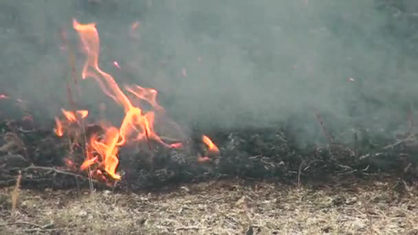 Waldbrandkatastrophe Für Die Umwelt Unkontrollierte Flamme Für Den Wald — Stockvideo