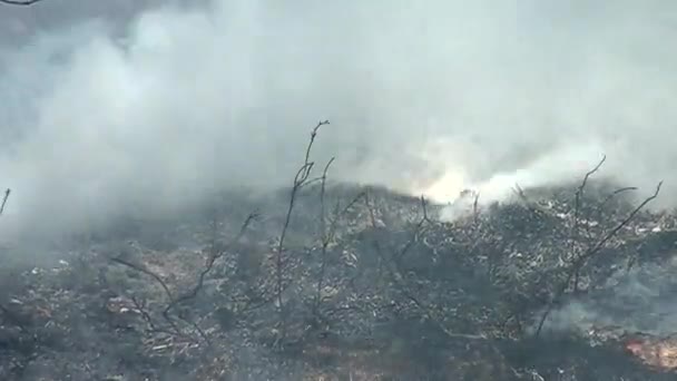 Katastrofa Lesních Požárů Pro Životní Prostředí Nekontrolovaný Plamen Pro Lesy — Stock video