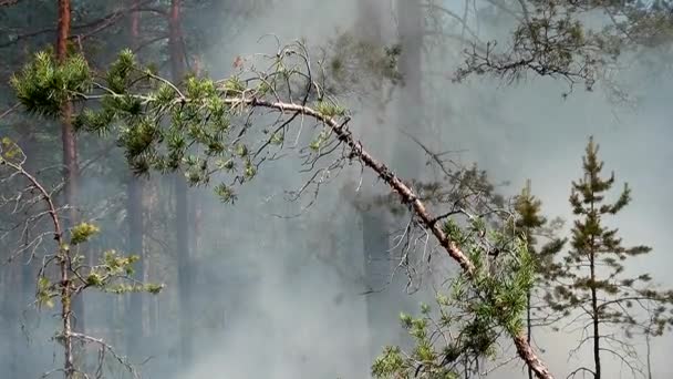 Incendio Forestal Salvaje Desastre Para Medio Ambiente Incontrolado Llama Para — Vídeo de stock