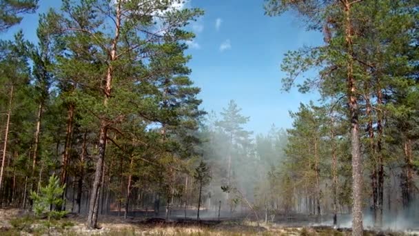 野生森林火灾对环境的危害 林地不受控制的火焰 — 图库视频影像