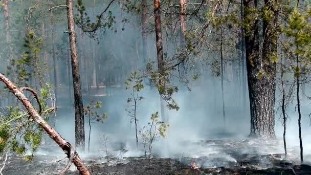 Dziki Pożar Lasu Dla Środowiska Niekontrolowany Płomień Dla Lasów — Wideo stockowe