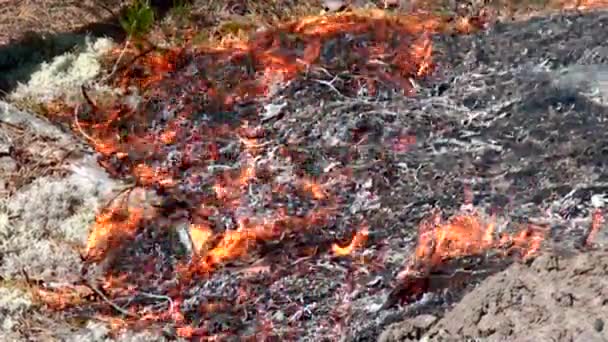 Incendio Forestal Salvaje Desastre Para Medio Ambiente Incontrolado Llama Para — Vídeo de stock