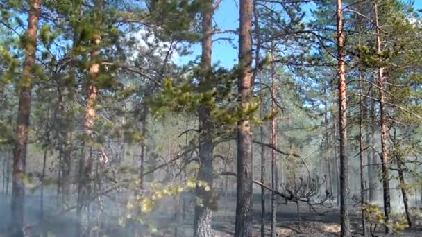 Стихійне Лихо Лісових Пожеж Неконтрольоване Полум Лісу — стокове відео