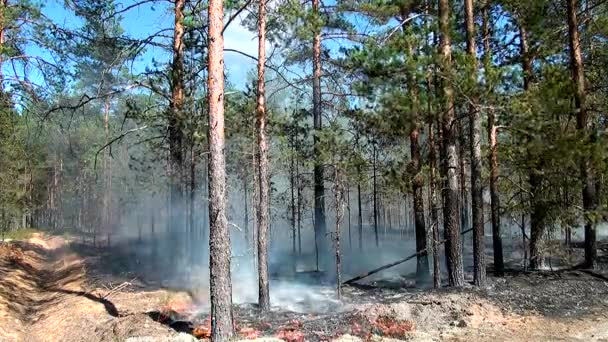 Dziki Pożar Lasu Dla Środowiska Niekontrolowany Płomień Dla Lasów — Wideo stockowe
