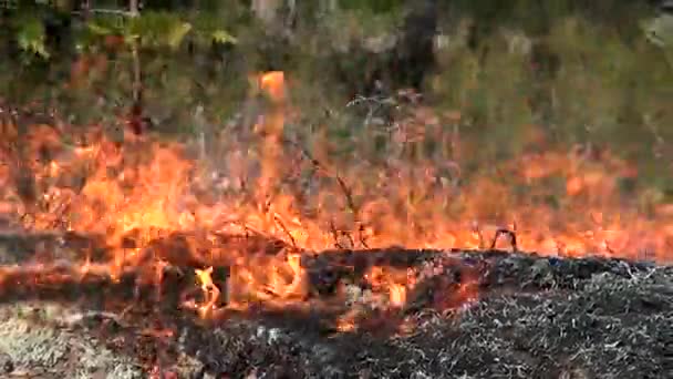 Пожар Диком Лесу Окружающей Среды Бесконтрольное Горение Леса — стоковое видео