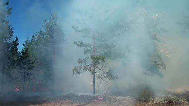 Incendio Forestal Salvaje Desastre Para Medio Ambiente Incontrolado Llama Para — Vídeo de stock