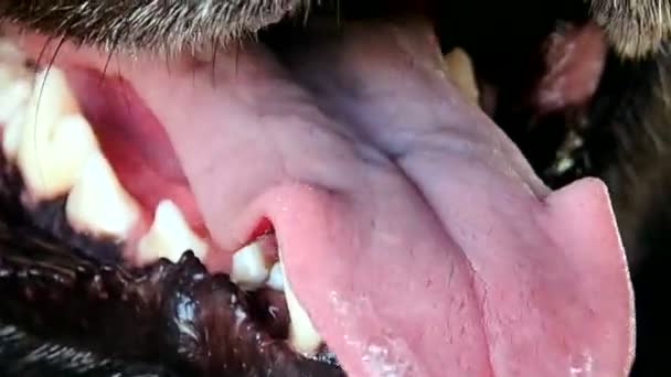 Língua Dentes Cão Fecham Abra Mandíbulas Animal Que Está Quente — Vídeo de Stock