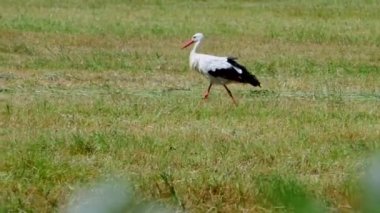 Leylek sahada yürüyor. Doğal ortamda vahşi kuş yaşamı.