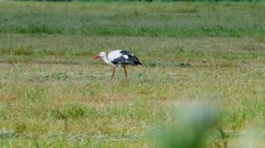 Leylek sahada yürüyor. Doğal ortamda vahşi kuş yaşamı.