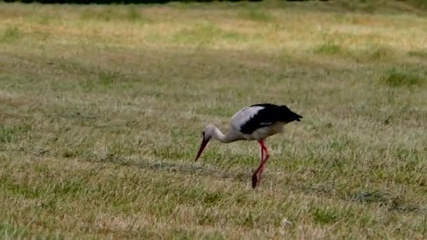 Cicogna Cammina Sul Campo Uccelli Selvatici Nell Ambiente Naturale — Video Stock