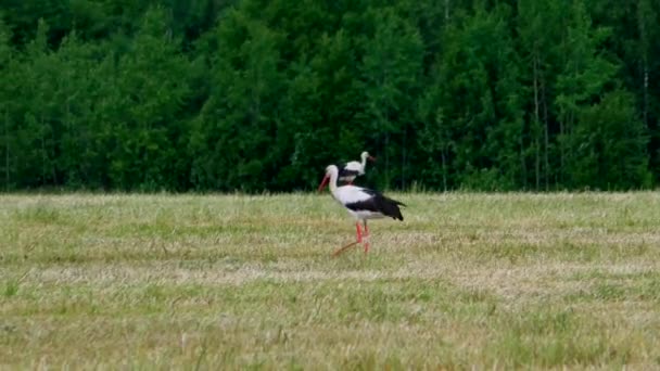 White Storks Fly Rural Fields Wild Bird Life Natural Environment — Stock Video