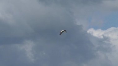 Kırsal alanlarda beyaz leylekler uçar. Doğal ortamda vahşi kuş yaşamı.