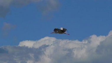 Kırsal alanlarda beyaz leylekler uçar. Doğal ortamda vahşi kuş yaşamı.