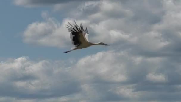 Λευκοί Ευρωπαίοι Πελαργοί Πετούν Στα Σύννεφα Άγρια Πουλιά Στο Φυσικό — Αρχείο Βίντεο