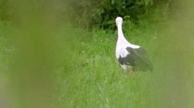 Yeşil çayırdaki beyaz leylek. Yeşil çayırdaki beyaz leylek.