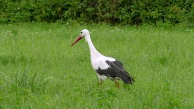 Yeşil çayırdaki beyaz leylek. Yeşil çayırdaki beyaz leylek.