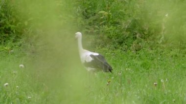 Yeşil çayırdaki beyaz leylek. Yeşil çayırdaki beyaz leylek.